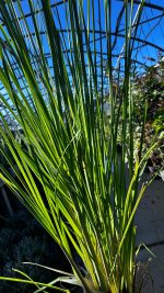 Cortaderia Sellona Argentea Vaso 18 cm - immagine 3