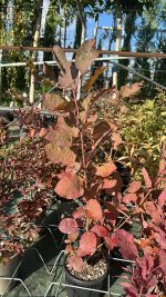 Cotinus Coggygria Grace - Albero della Nebbia Vaso 18 cm