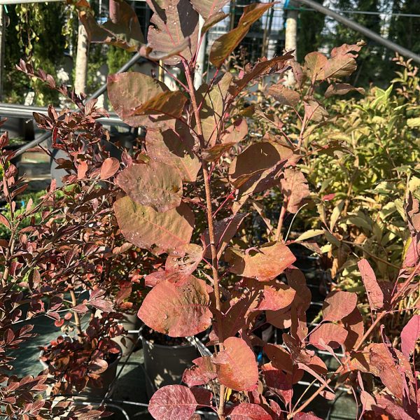Cotinus Coggygria Grace - Albero della Nebbia Vaso 18 cm