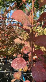 Cotinus Coggygria Grace - Albero della Nebbia Vaso 18 cm - immagine 2