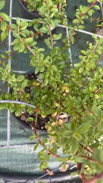 Cotoneaster Coral Beauty - Cotonastro Vaso 18 cm