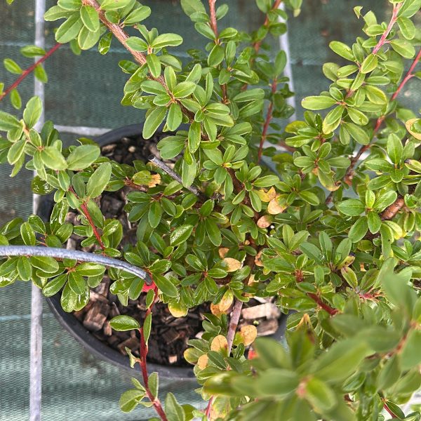 Cotoneaster Coral Beauty - Cotonastro Vaso 18 cm