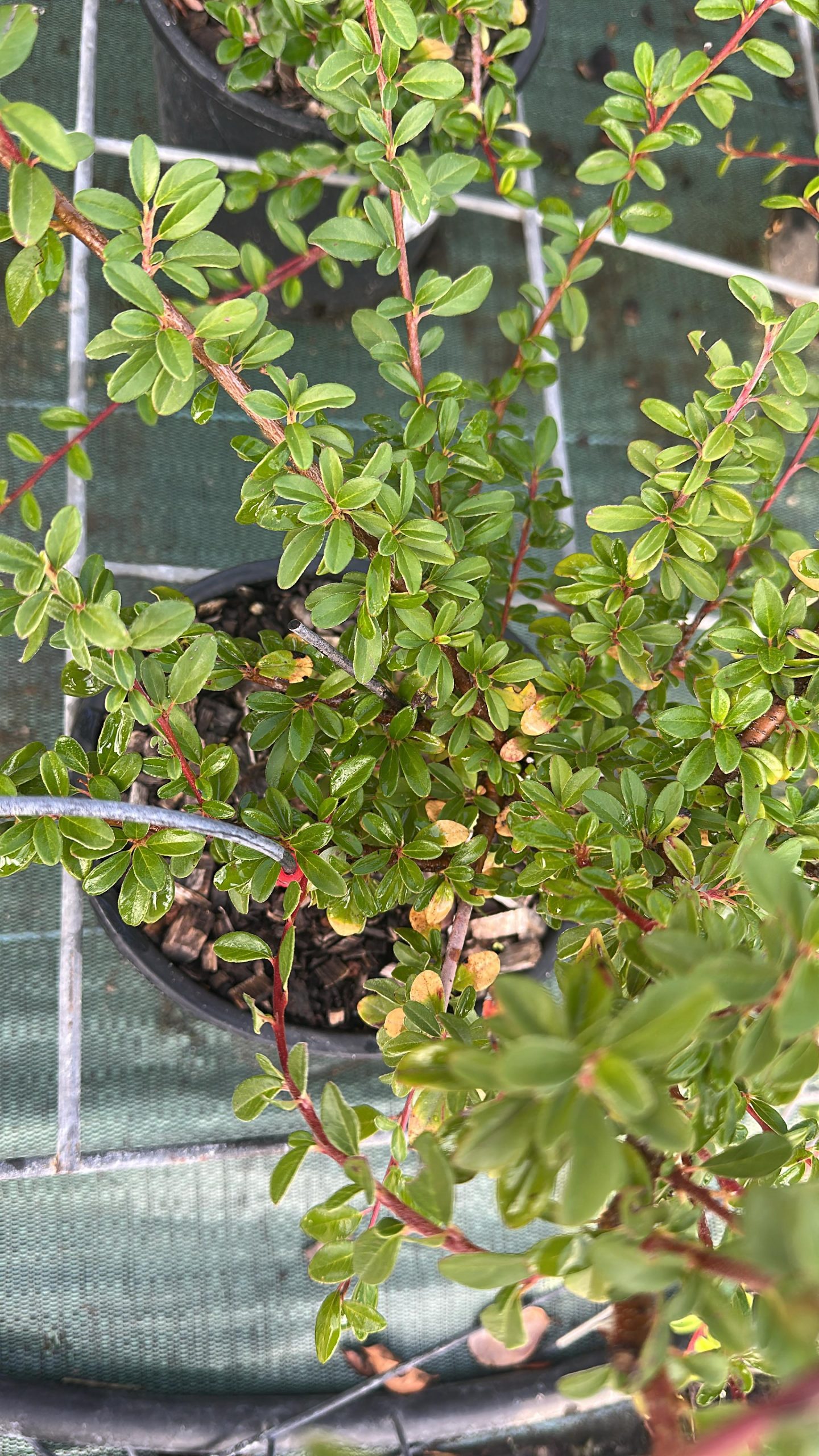 Cotoneaster Coral Beauty - Cotonastro 1 Cotoneaster Coral Beauty - Cotonastro Vaso 18 cm - immagine 1