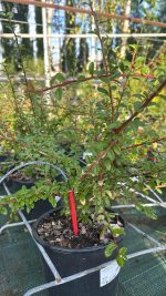 Cotoneaster Coral Beauty - Cotonastro Vaso 18 cm - immagine 2