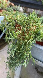 Delosperma Cooperi - Erba Cristallina Vaso 15 cm