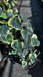Hedera 'Gloire de Marengo' Vaso 18 cm