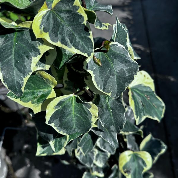 Hedera 'Gloire de Marengo' Vaso 18 cm