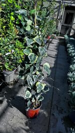 Hedera 'Gloire de Marengo' Vaso 18 cm - immagine 2