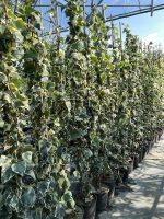 Hedera 'Gloire de Marengo' Vaso 18 cm - immagine 3