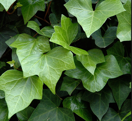 Hedera Helix Vaso 18 cm