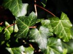 Hedera Helix Vaso 18 cm - immagine 2