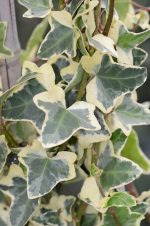 Hedera Helix Elegantissima Vaso 18 cm