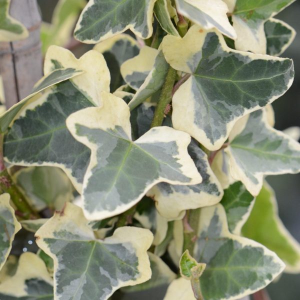Hedera Helix Elegantissima Vaso 18 cm