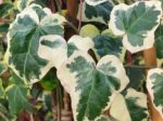Hedera Helix Elegantissima Vaso 18 cm - immagine 2