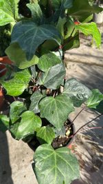 Hedera Hibernica Vaso 18 cm