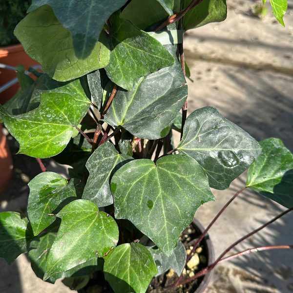 Hedera Hibernica Vaso 18 cm