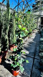 Hedera Hibernica Vaso 18 cm - immagine 2
