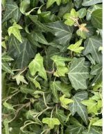 Hedera Hibernica Vaso 18 cm - immagine 3