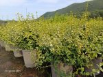 Euonymus Fortunei Emerald Gold Vaso 18 cm