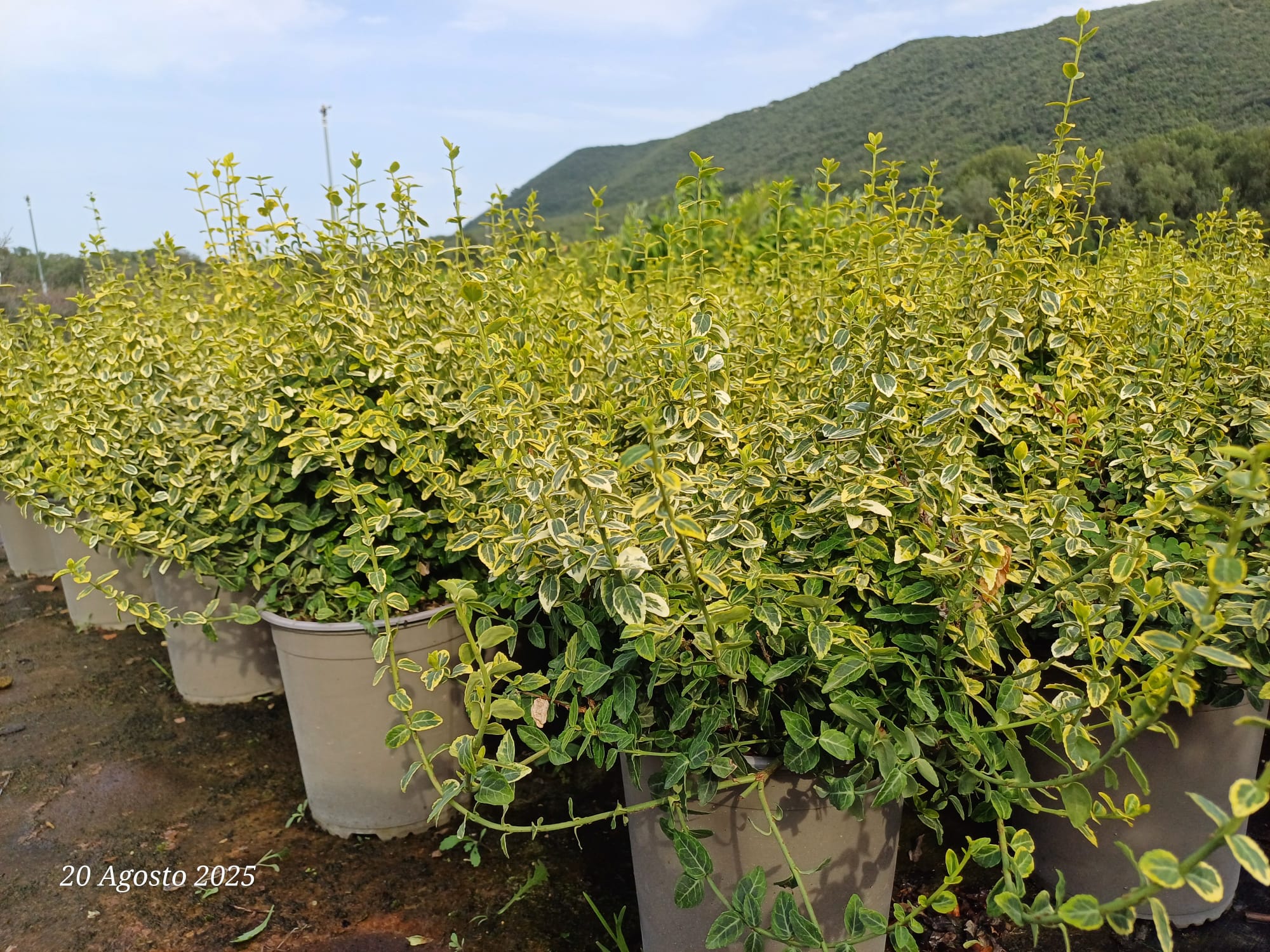 EUONIMUS EMER GOLD 1 Euonymus Fortunei Emerald Gold Vaso 18 cm - immagine 1