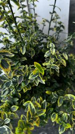 Euonymus Fortunei Emerald Gold Vaso 18 cm - immagine 3