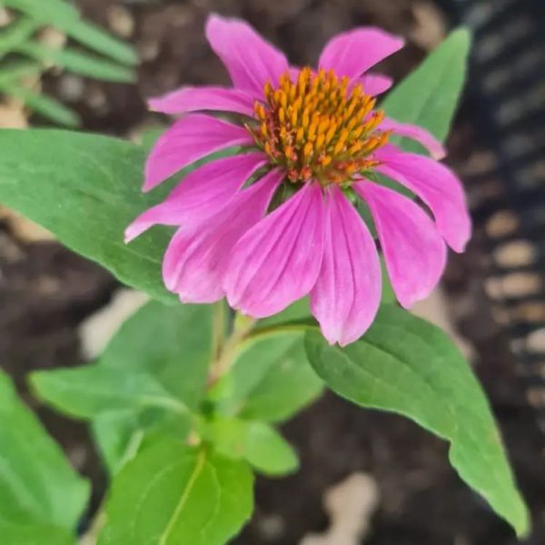 Echinacea - Fiore a Cono Vaso 14 cm