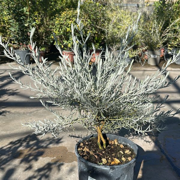 Eremophila Nivea Arbusto Argentato