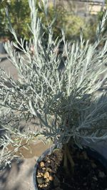 Eremophila Nivea Arbusto Argentato - immagine 2