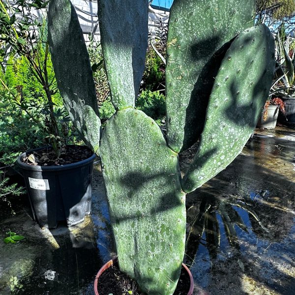 Opuntia Ficus Indica (fico d'india) Vaso 17 cm