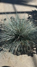 Festuca Glauca (festuca blu) Vaso 17 cm