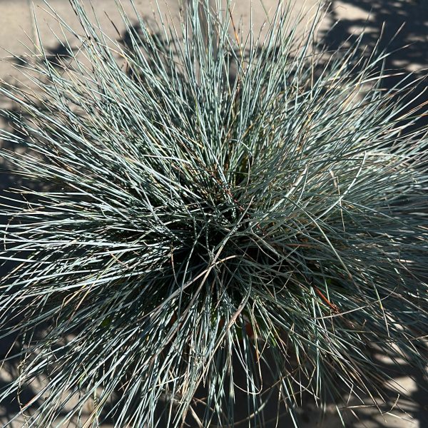Festuca Glauca (festuca blu) Vaso 17 cm