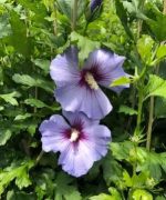 Hibiscus Syriacus - Ibisco Cinese Vaso 18 cm