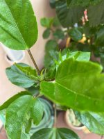 Hibiscus Syriacus - Ibisco Cinese Vaso 18 cm - immagine 2