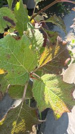 Hydrangea Quercifolia Ortensia (foglie di quercia) Vaso 18 cm - immagine 2