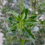 Ilex Aquifolium Argentea Marginata Agrifoglio Vaso 18 cm - immagine 2