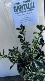 Ilex Aquifolium Argentea Marginata Agrifoglio Vaso 18 cm