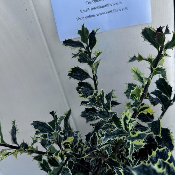 Ilex Aquifolium Argentea Marginata Agrifoglio Vaso 18 cm