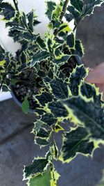 Ilex Aquifolium Argentea Marginata Agrifoglio Vaso 18 cm - immagine 3