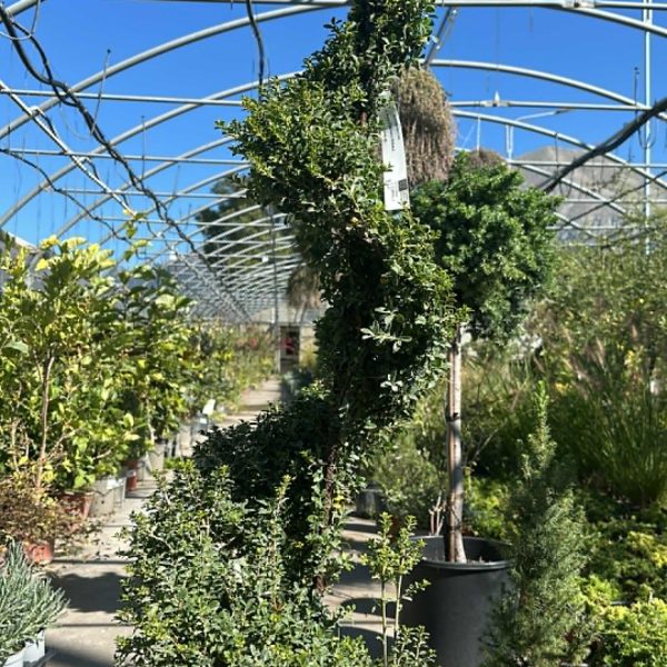 Ilex Crenata Spriale - Agrifoglio Giapponese Vaso 90 cm