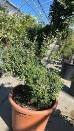 Ilex Crenata Spriale - Agrifoglio Giapponese Vaso 90 cm - immagine 2