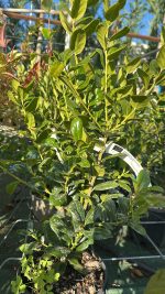 Ilex Rotunda Red Dot Vaso 18 cm