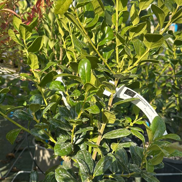 Ilex Rotunda Red Dot Vaso 18 cm