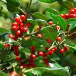 Ilex Rotunda Red Dot Vaso 18 cm - immagine 2