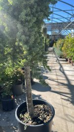 Juniperus Conferta Blue Pacific (ginepro) Vaso 30 cm 1/2 fusto