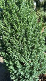 Juniperus Chinensis Stricata - Ginepro Cinese Vaso 27 cm - immagine 2