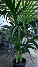 Kentia - Kenzia Palma Riccia Vaso 20/22 cm 130-150H
