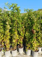 Lonicera Caprifolium Henry Vaso 19 cm