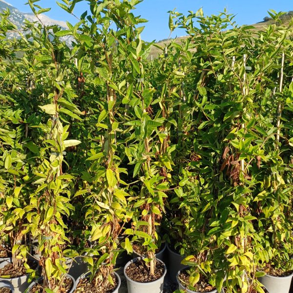 Lonicera Caprifolium Henry Vaso 19 cm