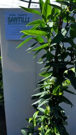 Lonicera Caprifolium Henry Vaso 19 cm - immagine 2