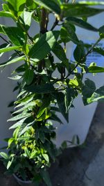 Lonicera Caprifolium Henry Vaso 19 cm - immagine 3